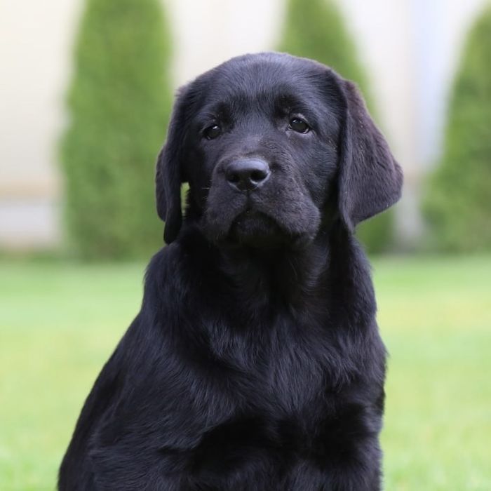 Чорна дівчинка лабрадор, шоу перспектива