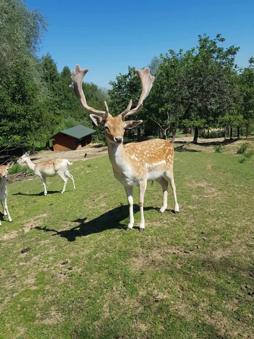 Daniele, byki, cielęta