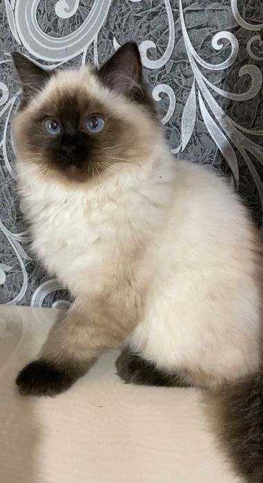 Породисті кошенята Регдол/Ragdoll