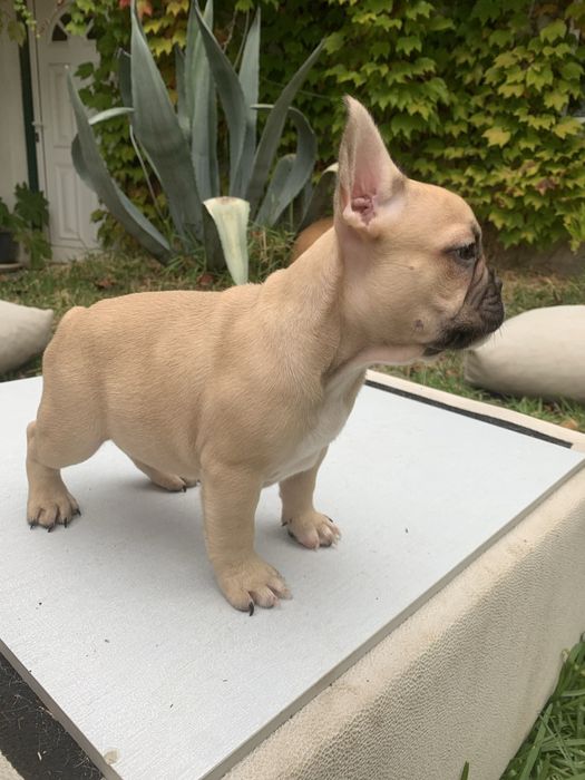 Bulldog francês bebé