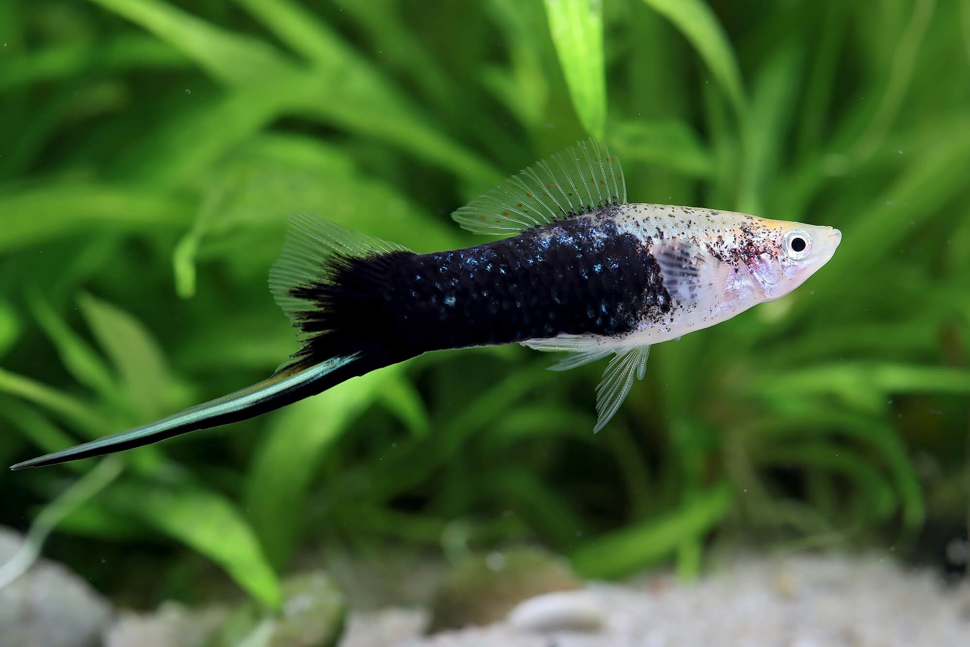 Mieczyk Black Tuxedo xiphophorus helleri rybki akwariowe rybka ryba