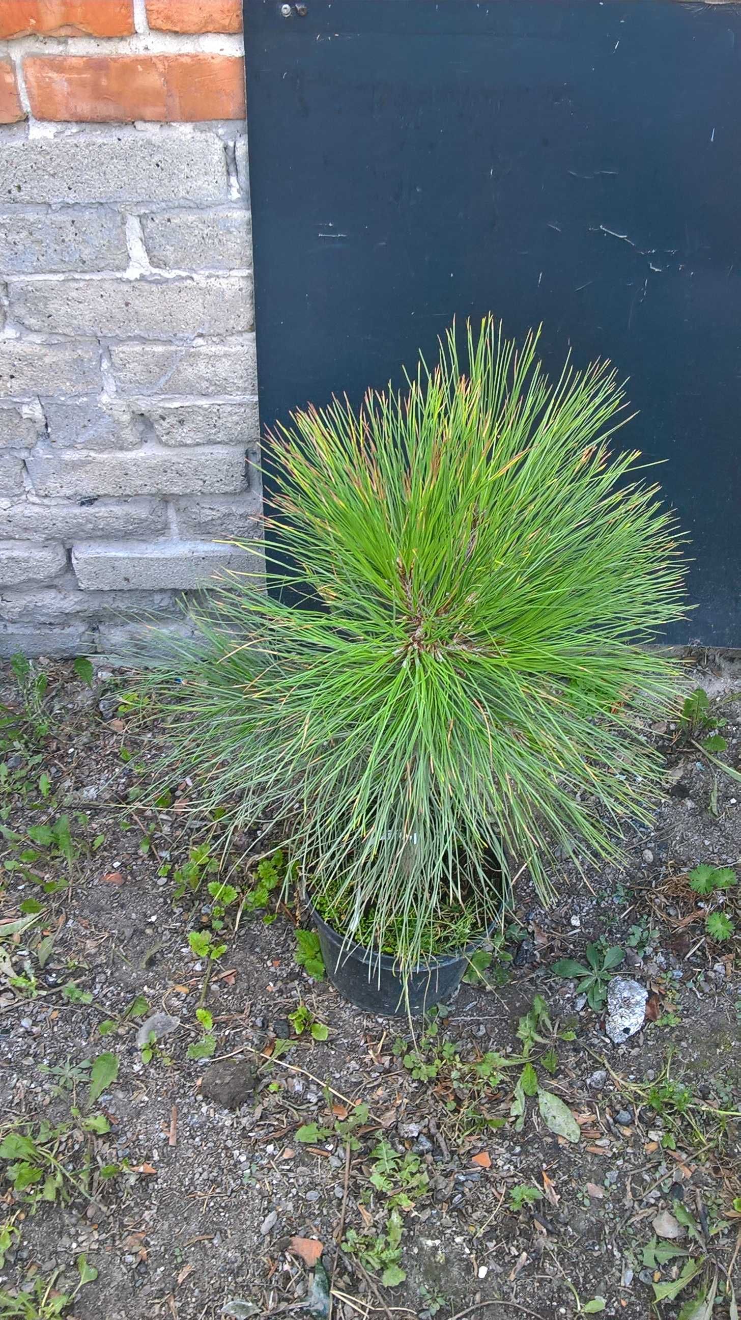 Ogrodowe Bonsai Sosna