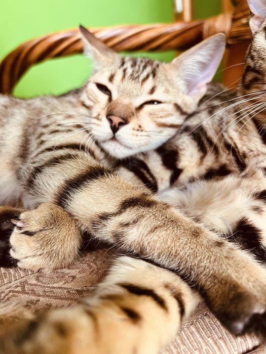 Бенгал Ben n 24 tabby 3 месяца