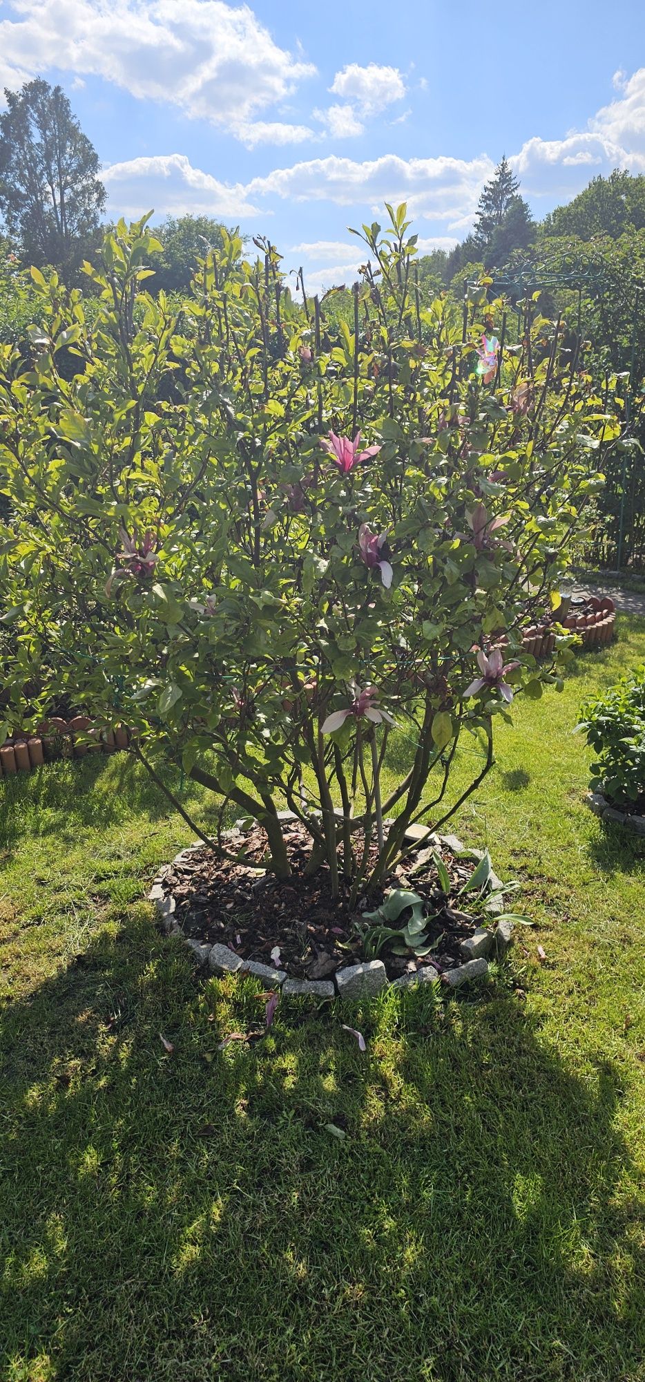Magnolia duży krzak złożony z dwóch odmian 180 cm
