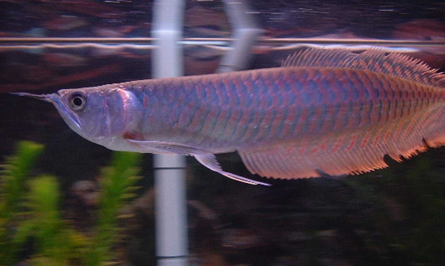 arowana sklep zoologiczny GRUBY KOCUR rzeszów