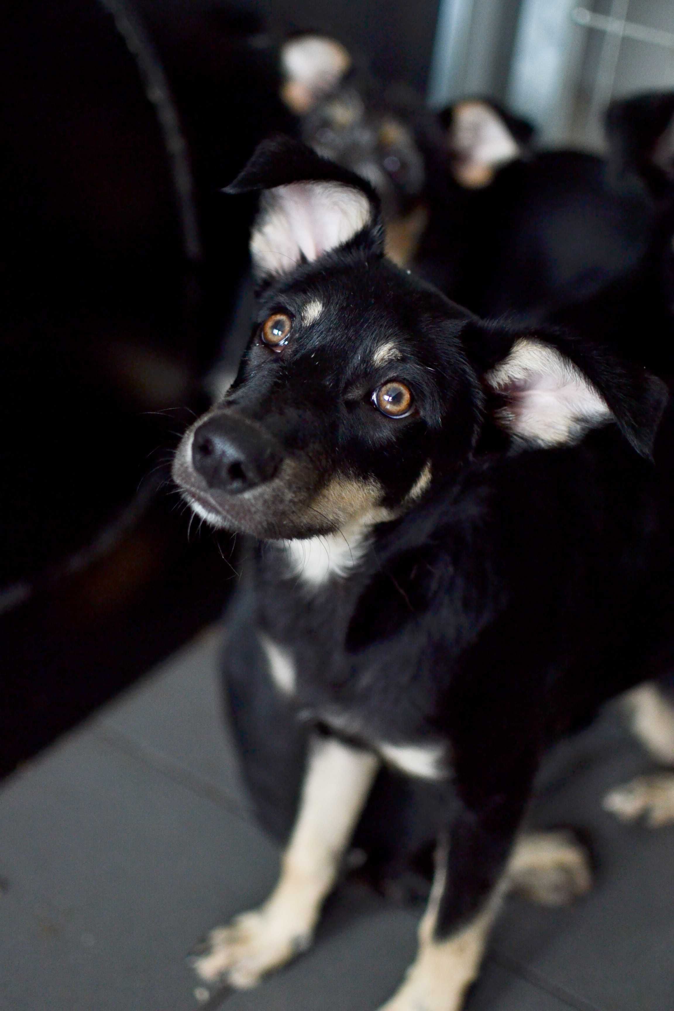 Aperol - 7 miesięczny szczeniak do adopcji!
