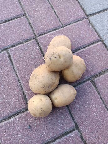 Ziemniaki jak sadzeniaki Denar kal. 30-50 mm