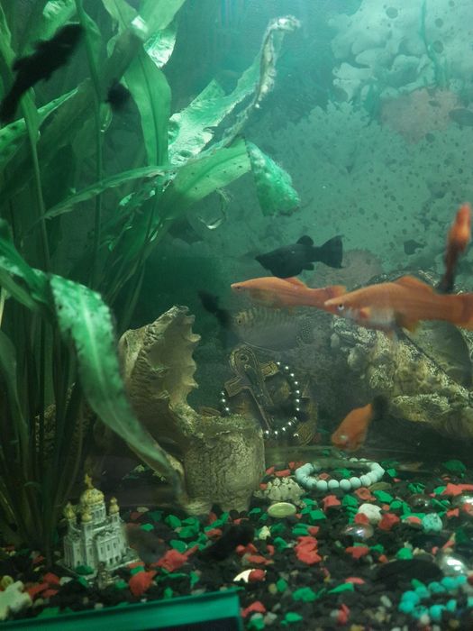 Продам молинезия лира