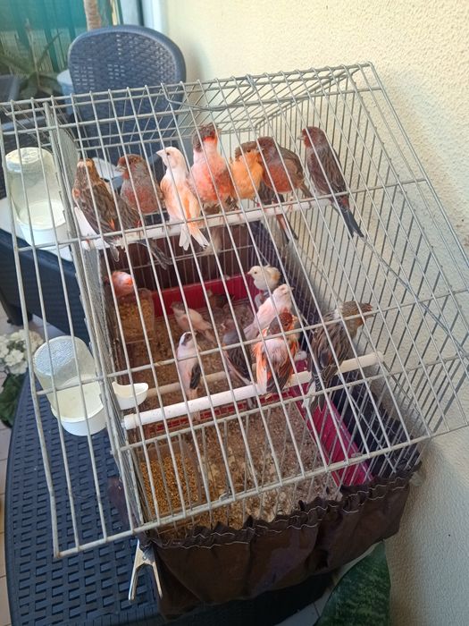 Para venda 7 canários Arlequim Português