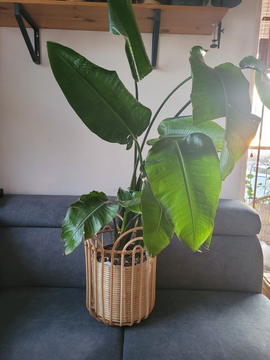 Kosz osłonka rattanowa i roślina zestaw