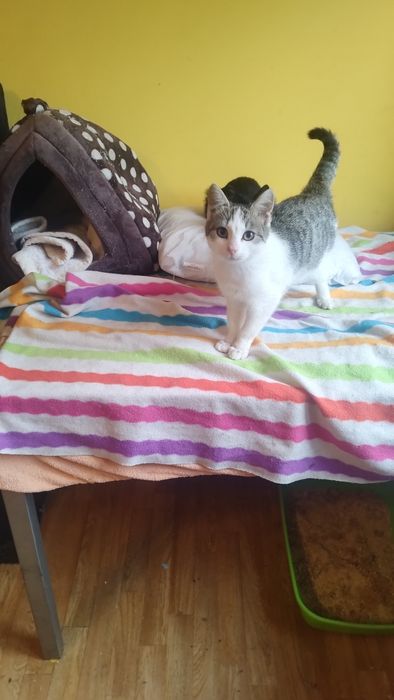 Przecudowny młody kocurek do adopcji, ma 4 miesiące