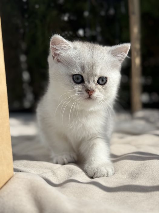 Kot brytyjski kotka krótkowłosa