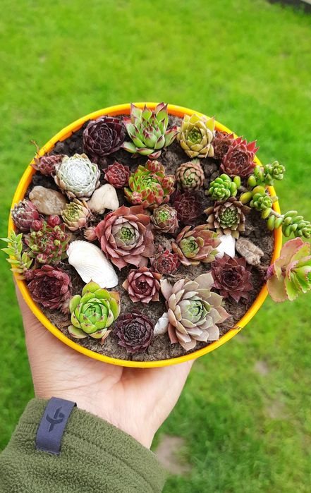 Вуличні сукуленти, молодило, кам'яна троянда