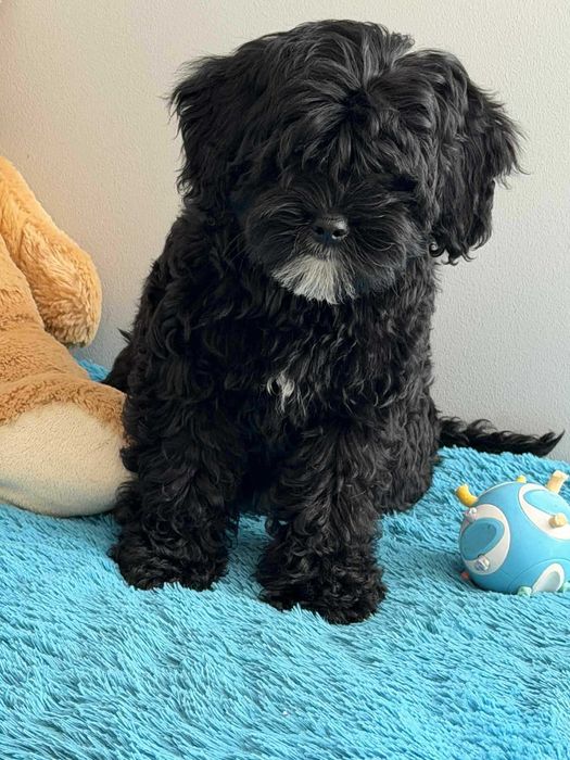 Shihpoo-Pudel Toy /badania gen -Suczka