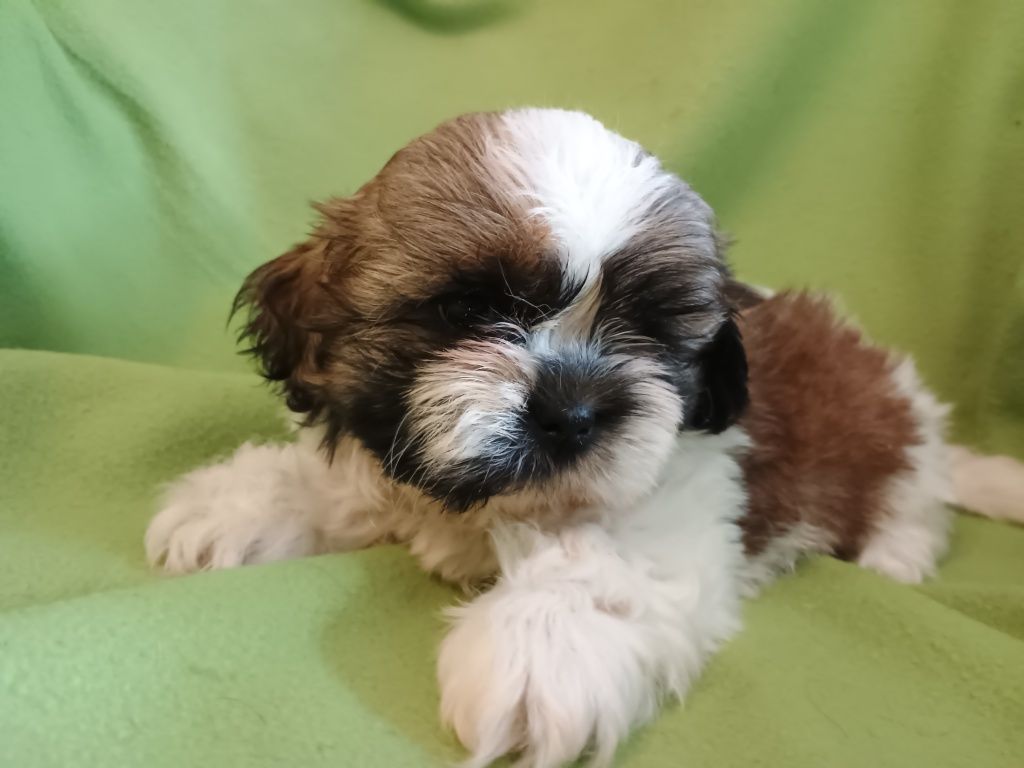 Piesek Shih Tzu chłopiec