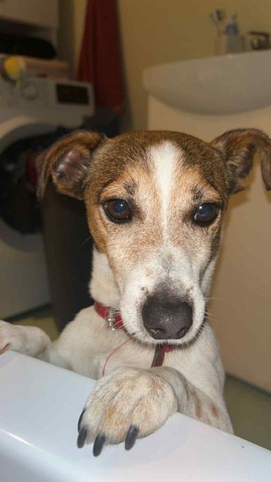 Oddam w dobre ręce Jack Russell Terrier