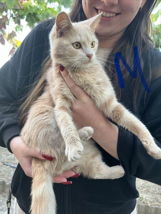 Коты и кошки в добрые руки