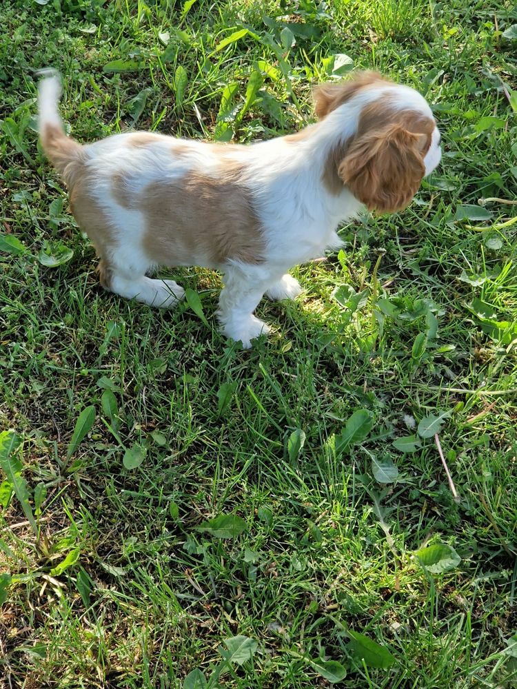 Cavalier King Charles Spaniel - urocza suczka