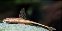 Loricaria Red - SKALMAR Sklep Akwarysty