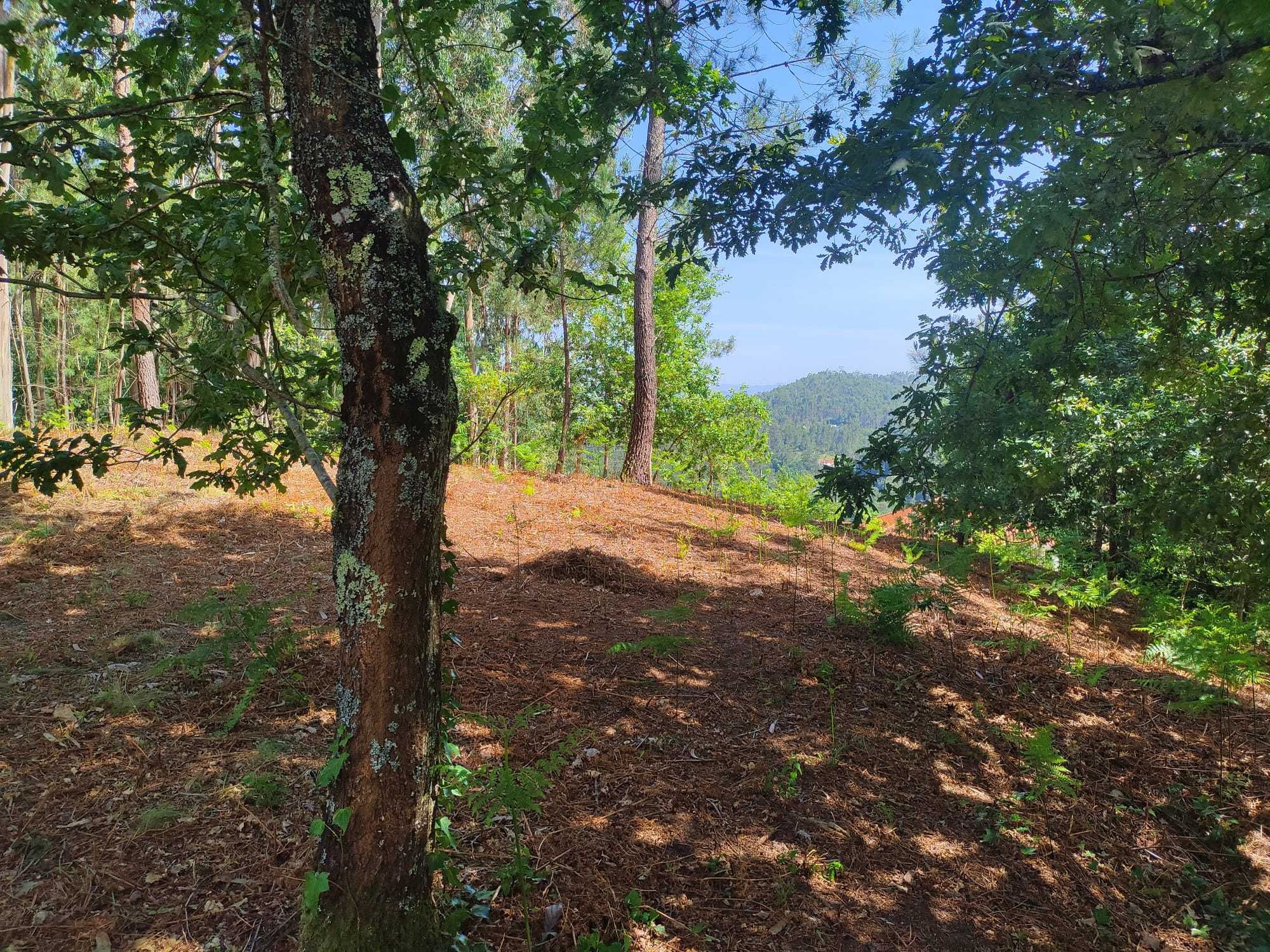 Vende-se terreno em Sabadim (Arcos de Valdevez - Viana do Castelo)
