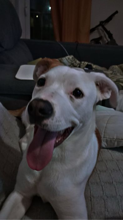 Doação! Cadelinha fêmea / 1 ano