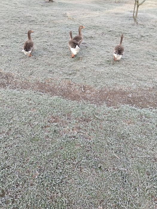 Гуси  на  плем'я