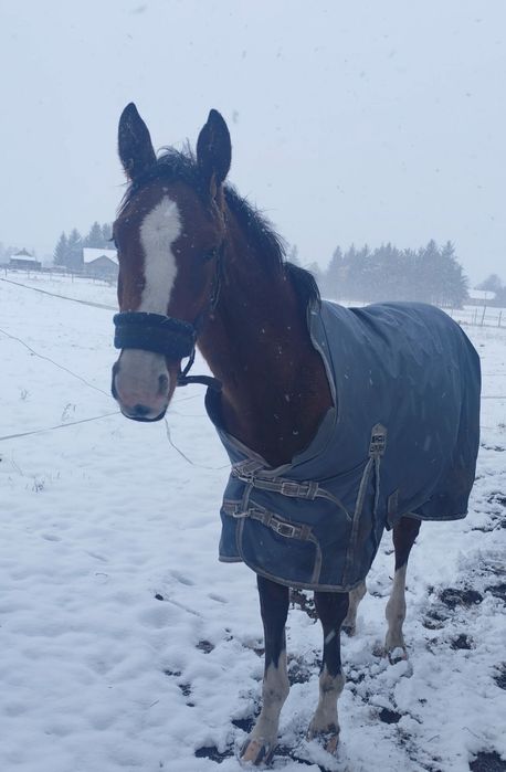 Ogierek AES po Floridos S/Nevados, do sportu/ambitnej rekreacji