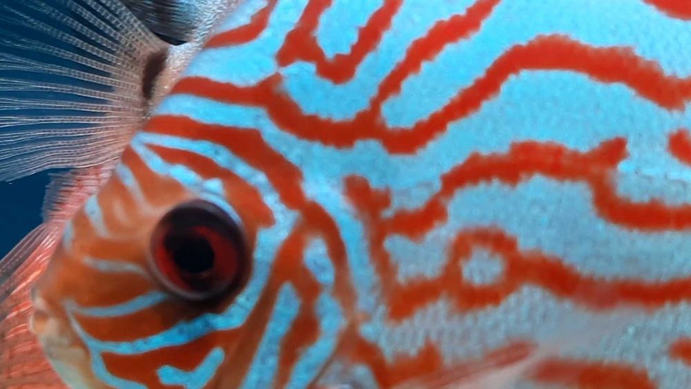 Discus Europeus Stendeker, piowasky