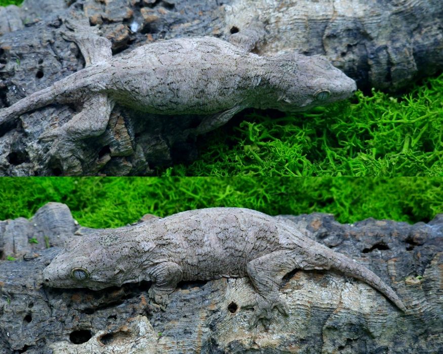 3. Gekon Olbrzym PI 17g Egzocity Transport