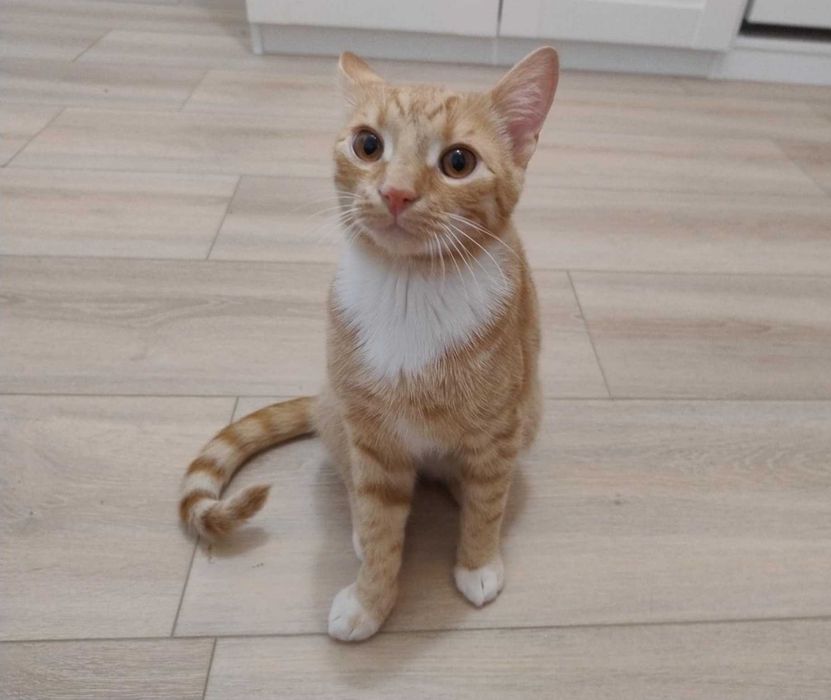 Kocurek szuka kochającego domu - ma ok. 7mcy