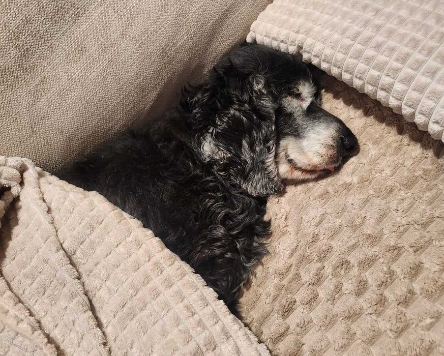 Zaginął stary pies rasy cocker spaniel - Małopolska, Bolechowice