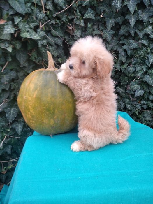 Чудовий подарунок на день святого Миколая