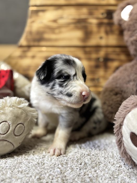 Border Collie- suczka