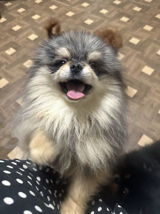 Вяжущий кобель мерле з підпалом