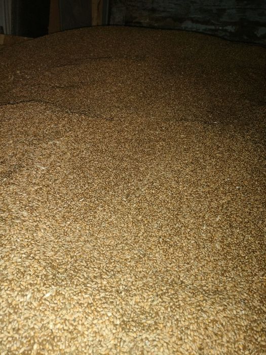 Pszenica ozima, owies, jęczmień, kostki słomy