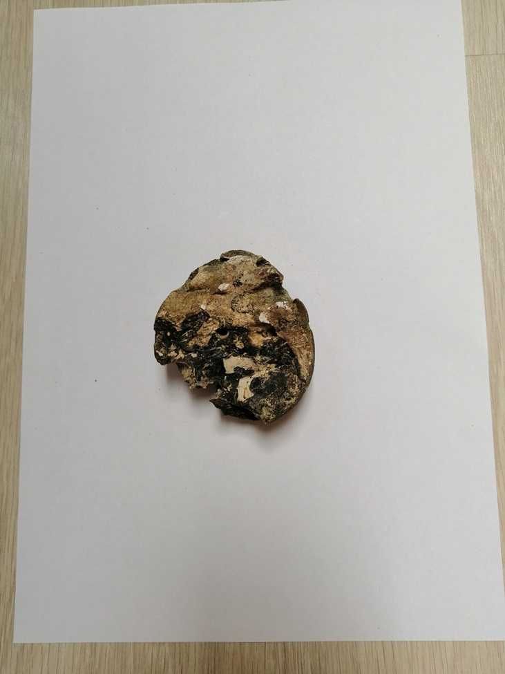 Skamielina, skamieniałość. Rozmiar 7,5x6,5 cm, waga 170g.