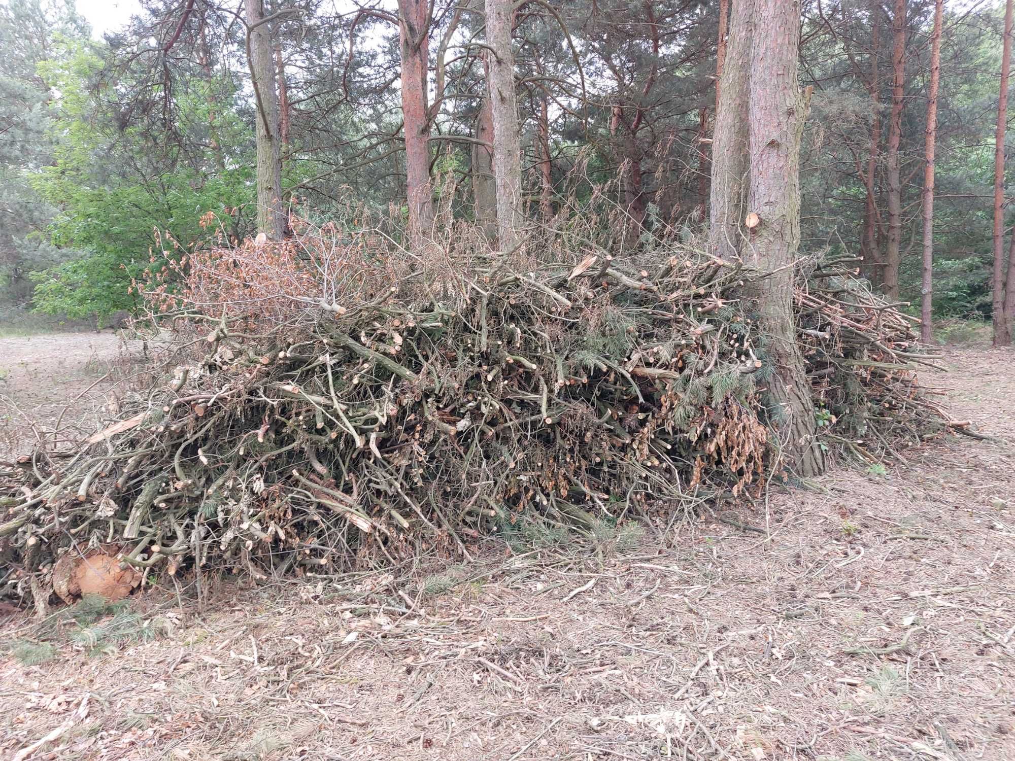 Gałęzie oddam za darmo