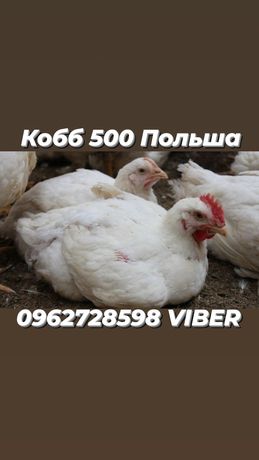 Кобб 500 Польша (инкубационное яйцо)