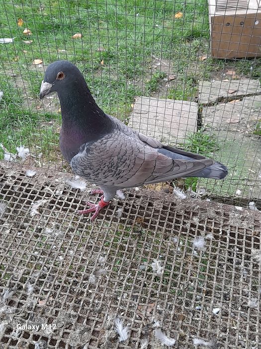 Gołębie pocztowe opal reduced gimel frill rubella tygrysy pensil