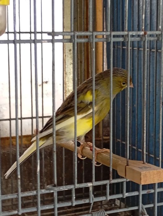 Canarios Timbrado Espanhol