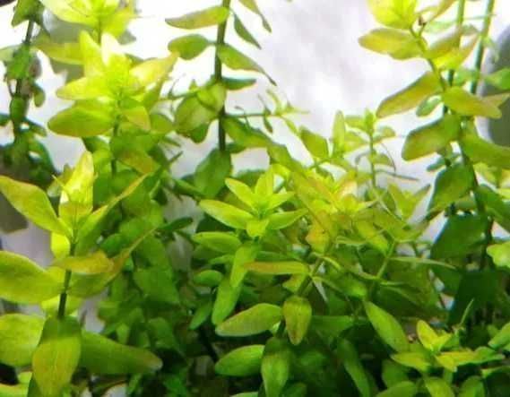Bacopa Caroliniana