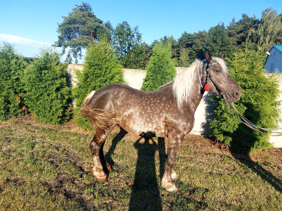 Klacz pięknej maści