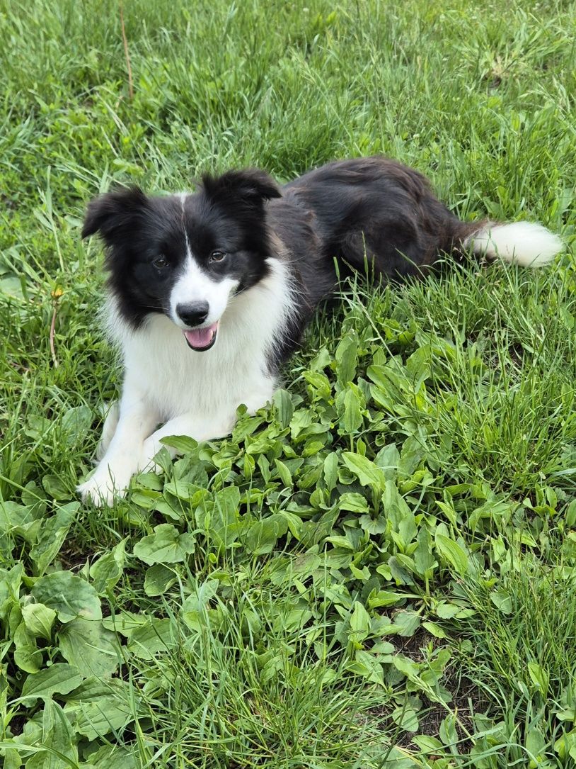 Dwuletnia suszka Border Collie FCI