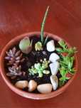 Mini jardim de suculentas em base de barro 6€