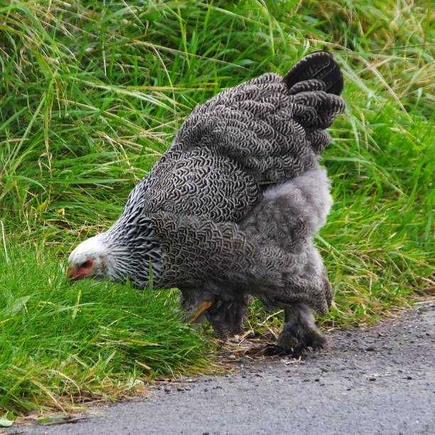 Ovos Galados de Surenha Morucha e outras Puras
