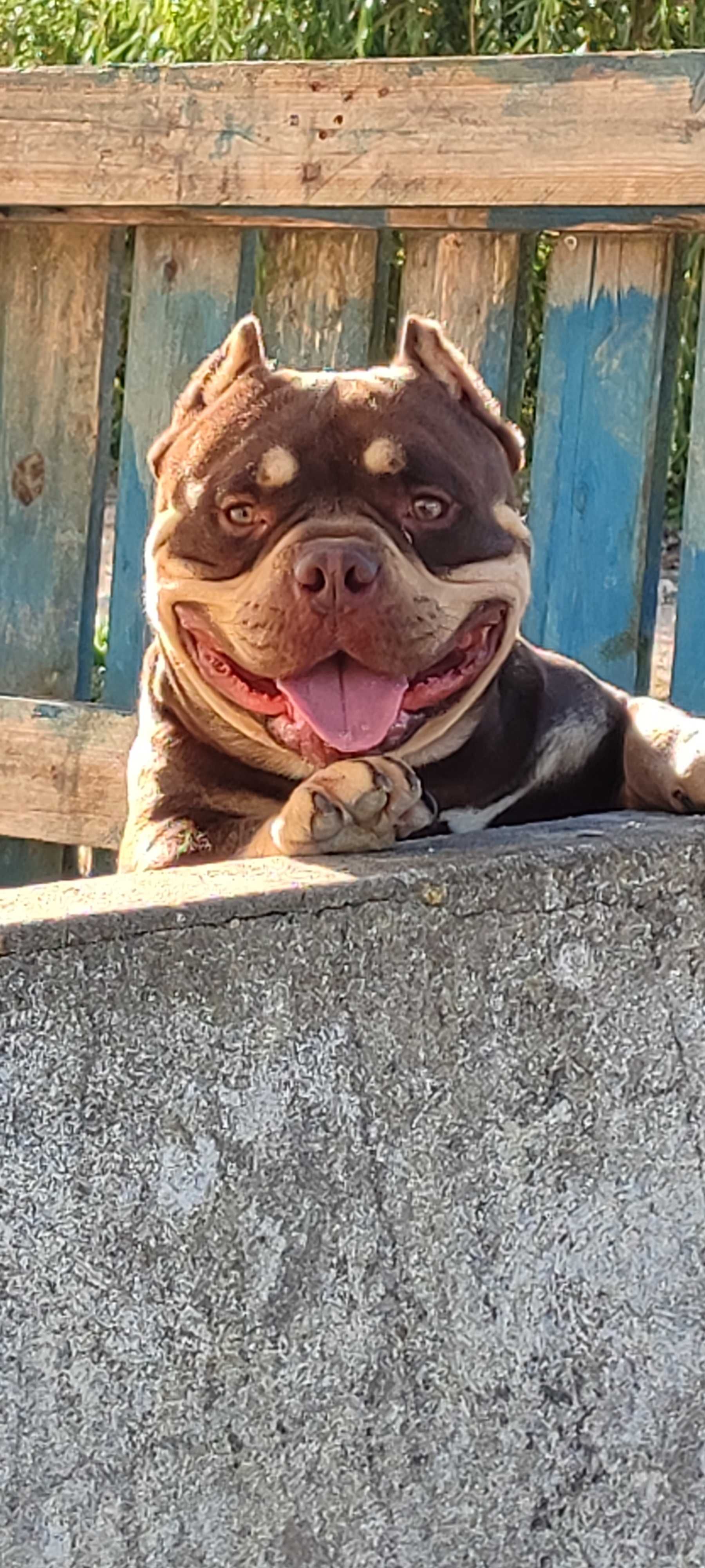 American bully acasalamento