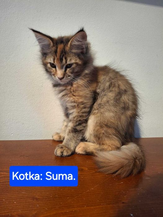 Maine Coon - Kotka Suma - Czarna pręgowanie tygrysie