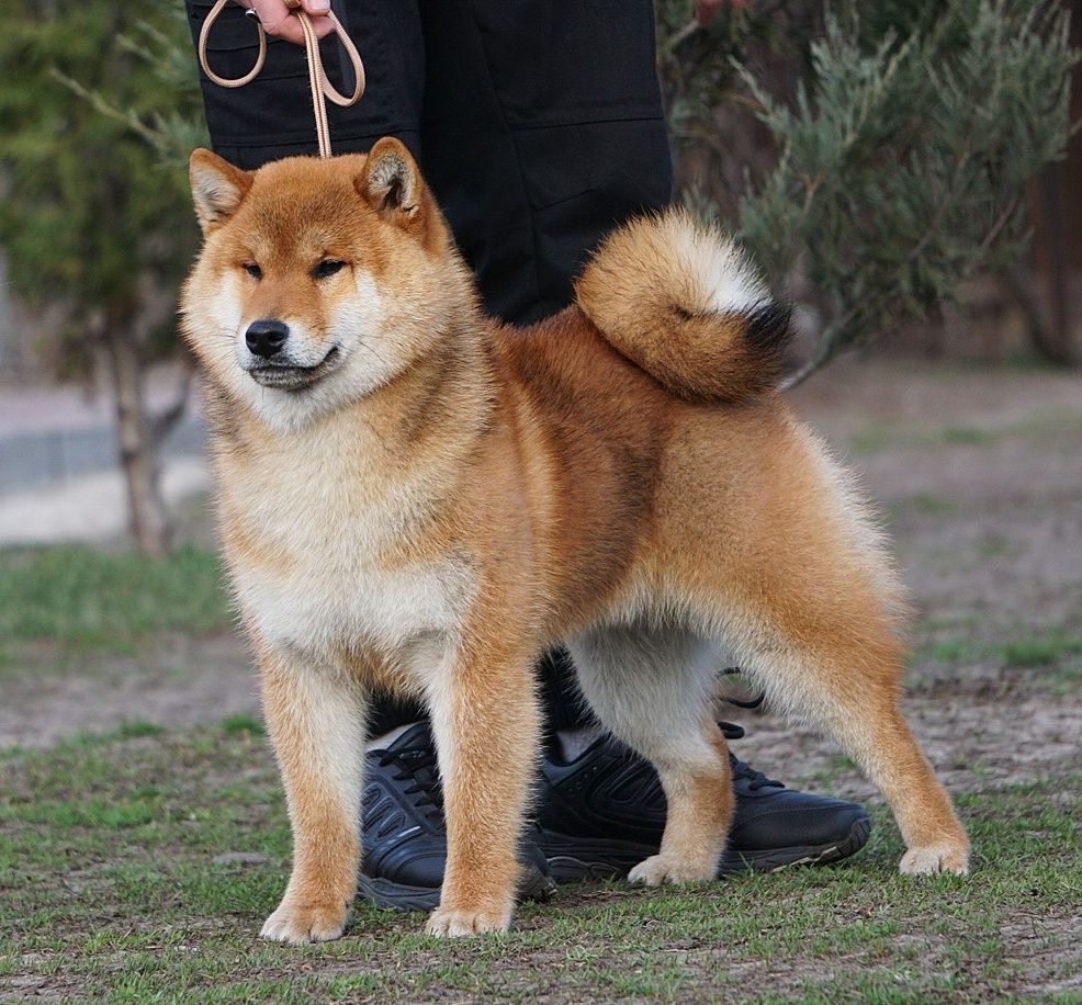 Шиба Ину,Сіба Іну(Shiba·inu) 10месяцев