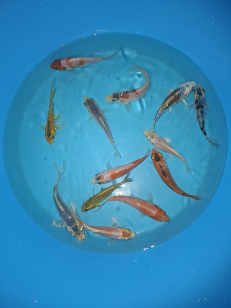 Carpas koi (variedade)