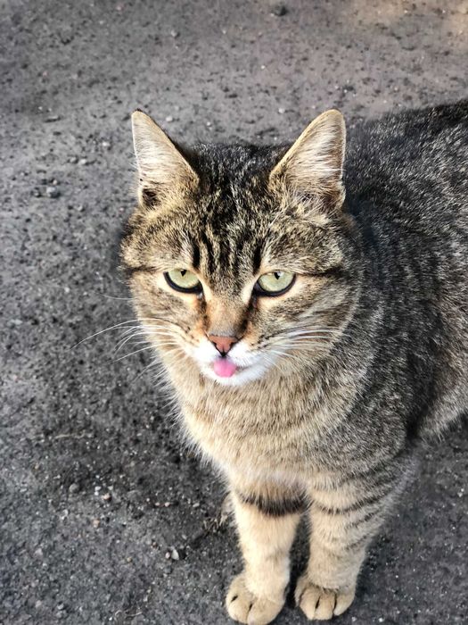 Кошечка-Клеопатра, камышового окраса